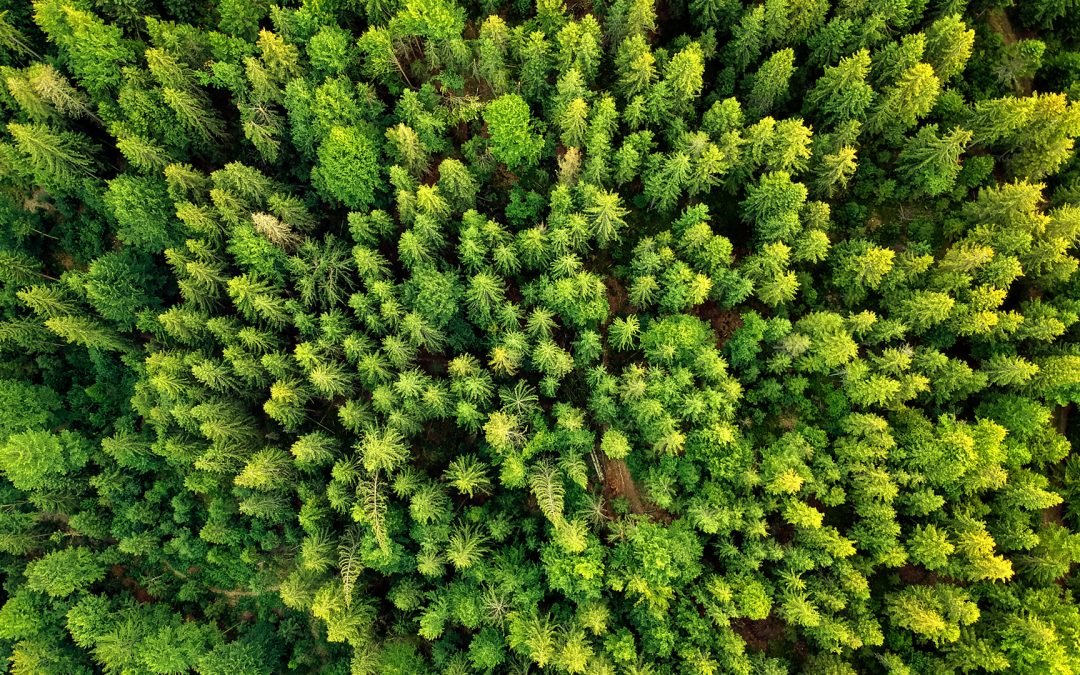 Green Deal, decarbonizzazione: un impegno di tutti per costruire un futuro sostenibile